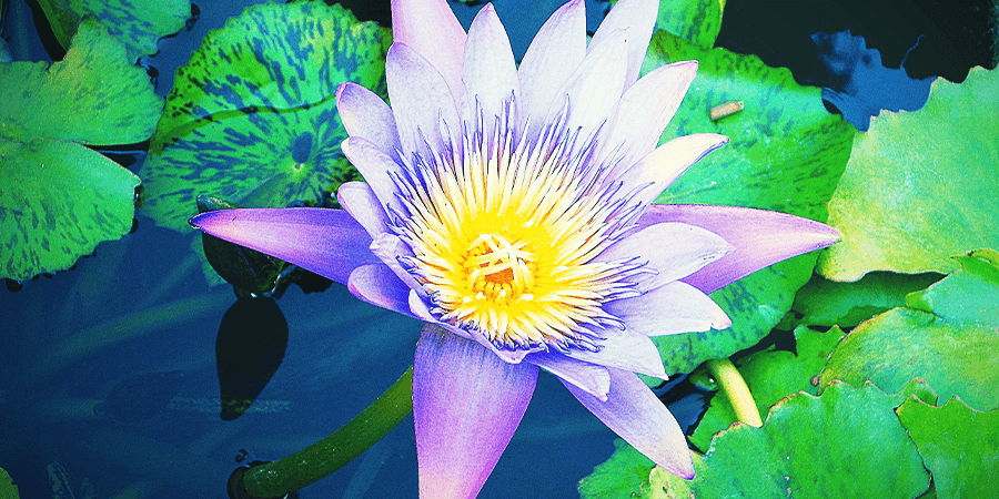 Blauer Lotus