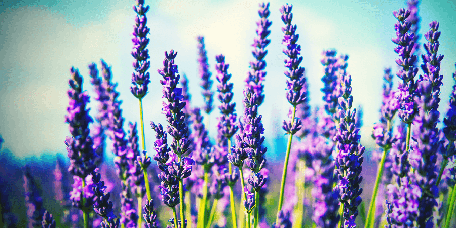 Lavendel