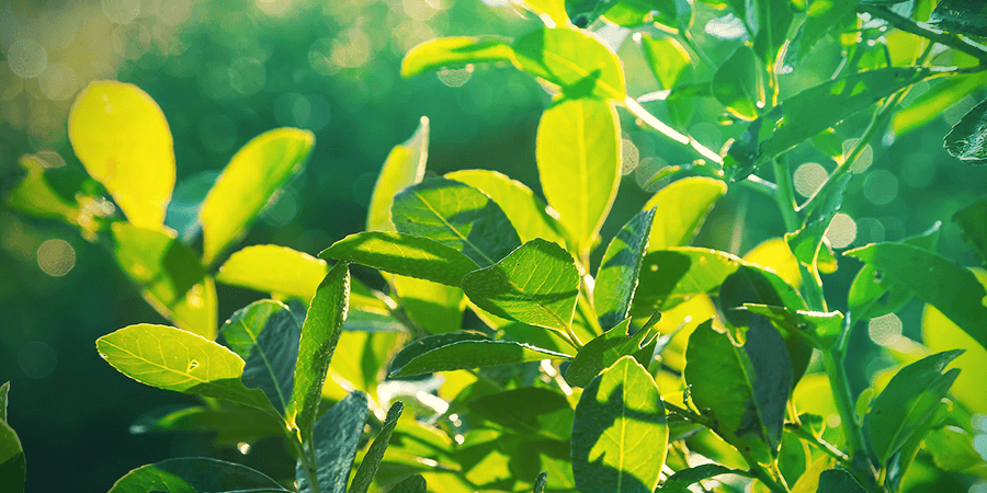 Yerba Maté