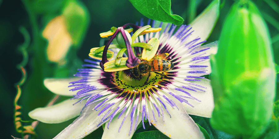 Passionsblume Passionsblume