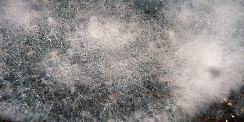 Zauberpilze Spinnennetz-schimmel / Dactylium Mehltau