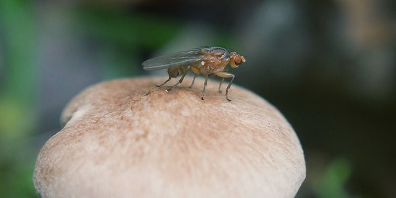 Zauberpilze Trauermücken