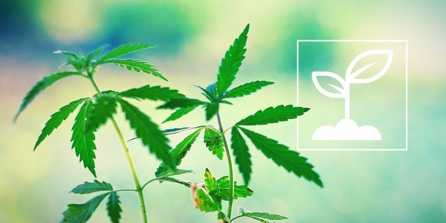 Was sind Cannabis-Setzlinge und wie wachsen sie?