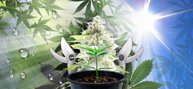 Cannabisanbau Im Freien Cannabisanbau Im Freien