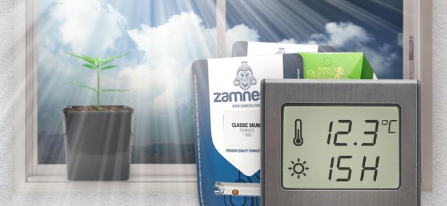 Mai: Puristen Können Ihre Samen Auf Einer Sonnigen Fensterbank Keimen Mai: Puristen Können Ihre Samen Auf Einer Sonnigen Fensterbank Keimen