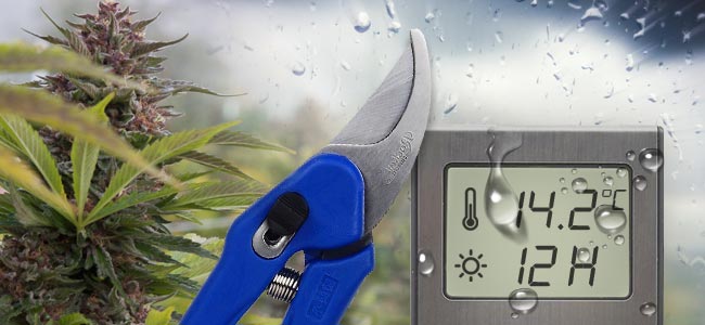September: Photoperiodische Sorten Sollten Geerntet Werden September: Photoperiodische Sorten Sollten Geerntet Werden
