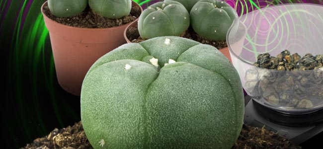Peyote (Lophophora williamsii)