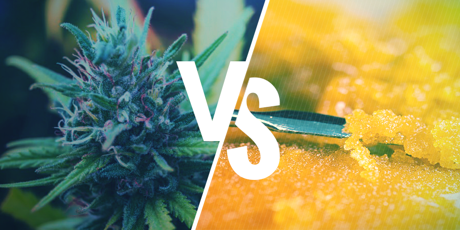 Unterschiede Zwischen Cannabisblüten Und Konzentraten UNTERSCHIEDE ZWISCHEN CANNABISBLÜTEN UND KONZENTRATEN