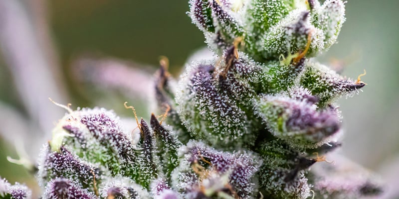 Terpene