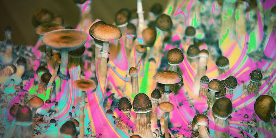 Doña María nutzt die Kraft von Psilocybin