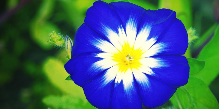 HIMMELBLAUE PRUNKWINDE (IPOMOEA TRICOLOR)