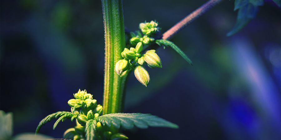 EINE KURZE ANLEITUNG FÜR DIE SUCHE NACH DEN BESTEN CANNABIS-PHÄNOTYPEN