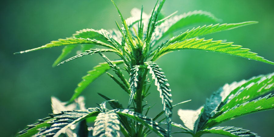 Autoflowering Cannabis: Der Wuchs
