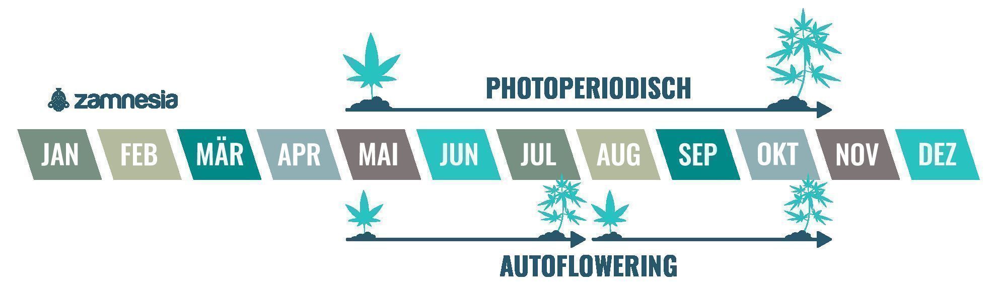 Cannabis ist eine einjährige Pflanze