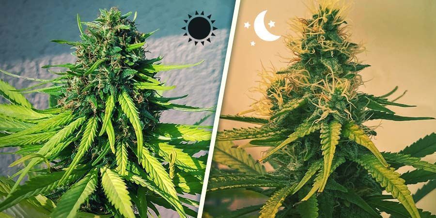 Photoperiod Versus Autoflowering Cannabis The Divide