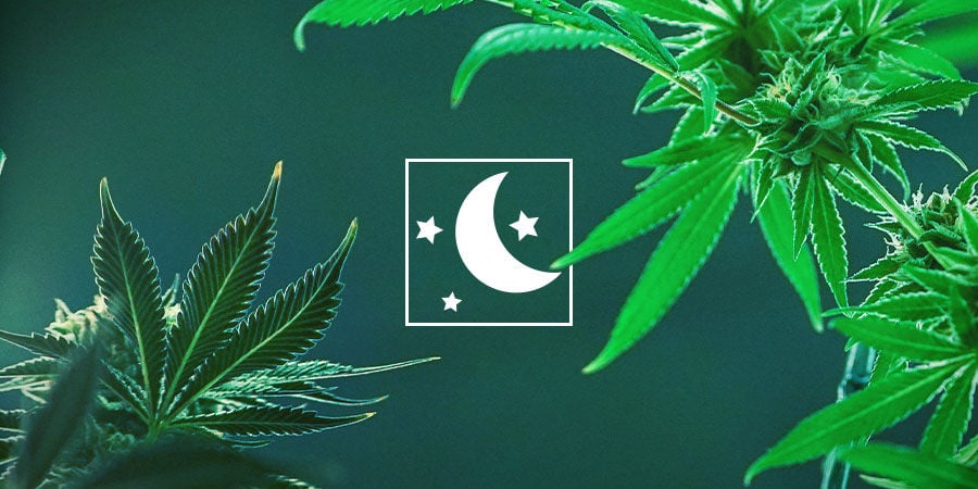Wähle Den Cannabistyp, Der Am Besten Zu Dir Passt