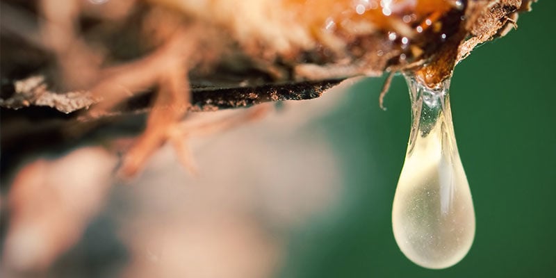 4 MÖGLICHKEITEN, DIE ZUCKERPRODUKTION VON CANNABISPFLANZEN ZU BEEINFLUSSEN