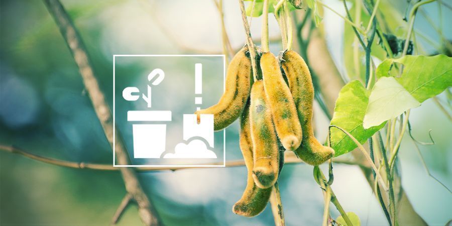 MUCUNA PRURIENS ANBAUEN