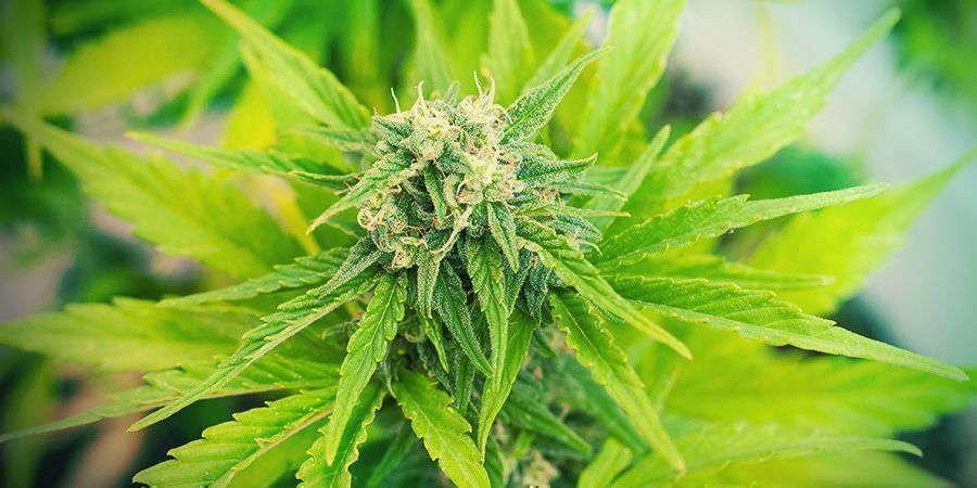 Wie Cannabis Autoflowers Anbaut: Allgemeine Tipps