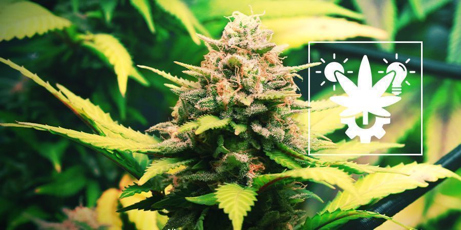 Tipps Für Den Anbau Von Autoflowering Cannabis Drinnen Und Draußen