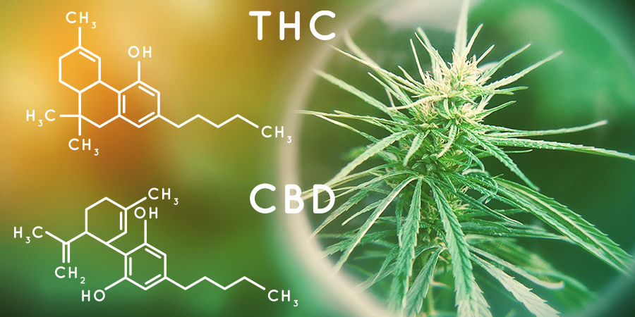 Cannabis-Seedfinder: Cannabinoid-Gehalt