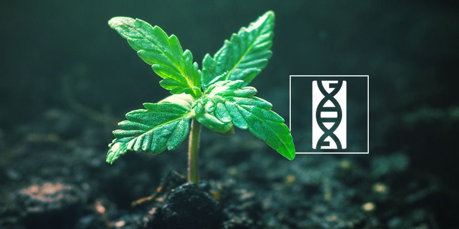 Cannabis-Seedfinder: Genetik Der Cannabissamen