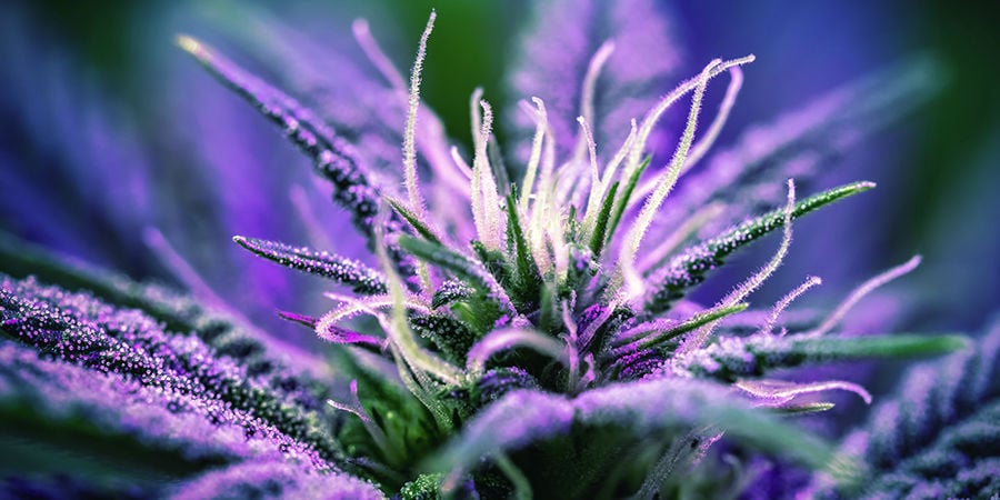 Cannabis-Seedfinder: Blütezeit