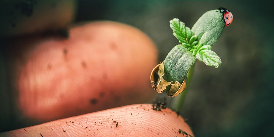 Cannabis-Seedfinder: Anbauerfahrung