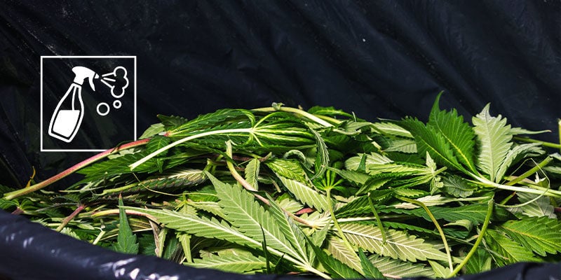 Den Cannabis-Anbauraum so sauber wie möglich halten