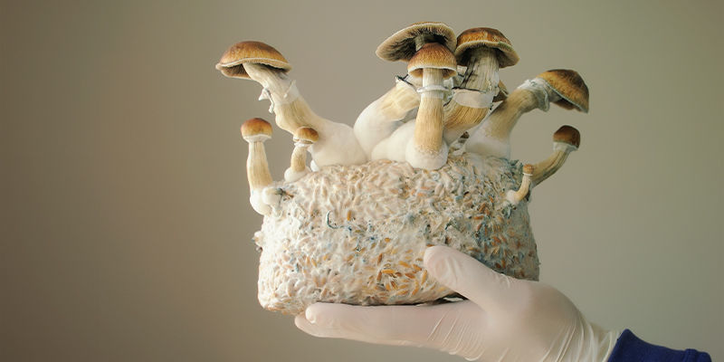 Die Zucht von Psilocybe cubensis