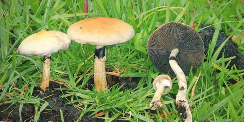 Wie erlangte Psilocybe cubensis Beliebtheit?