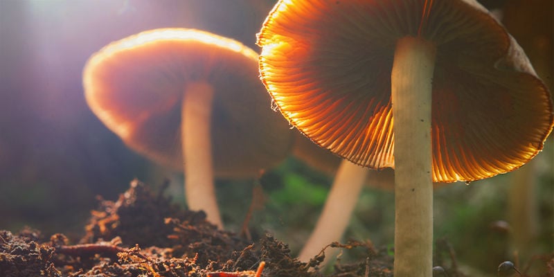 Psilocybe cubensis: Ein Geschenk der Natur