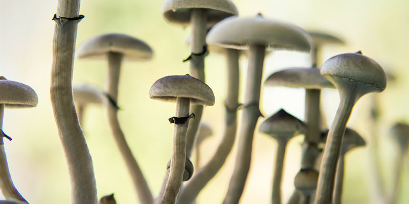 Psilocybe cubensis: Stiel