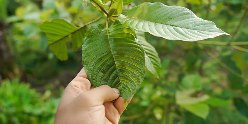 Was ist Kratom?
