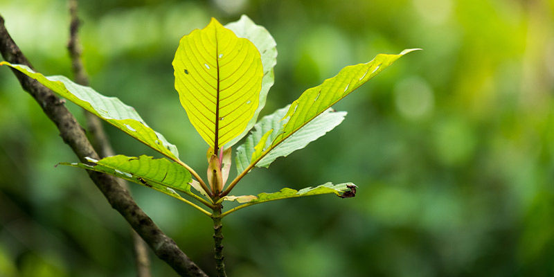 Was ist Kratom?