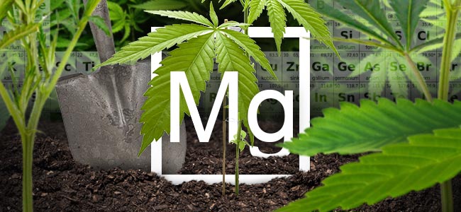 Magnesium Und Cannabis Pflanzen Magnesium Und Cannabis Pflanzen