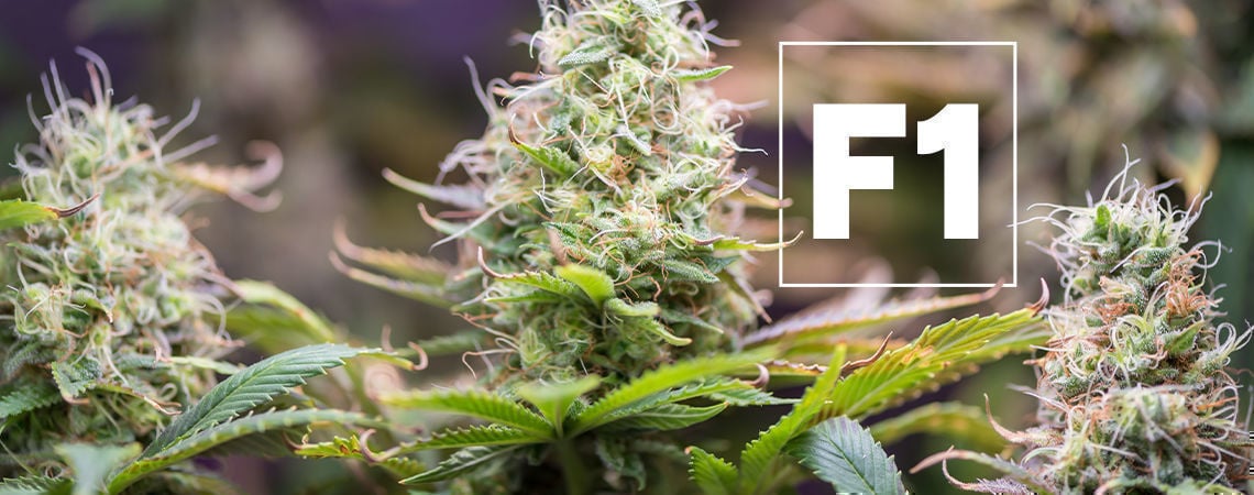 F1 Cannabis-Hybriden