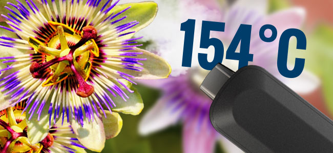 Passionsblume Passionsblume