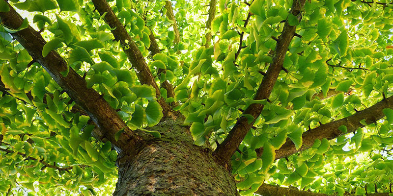 Warum Ginkgo biloba als "lebendes Fossil" bezeichnet wird