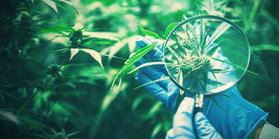  Die Erhaltung Der Wünschenswerten Cannabis-genetik