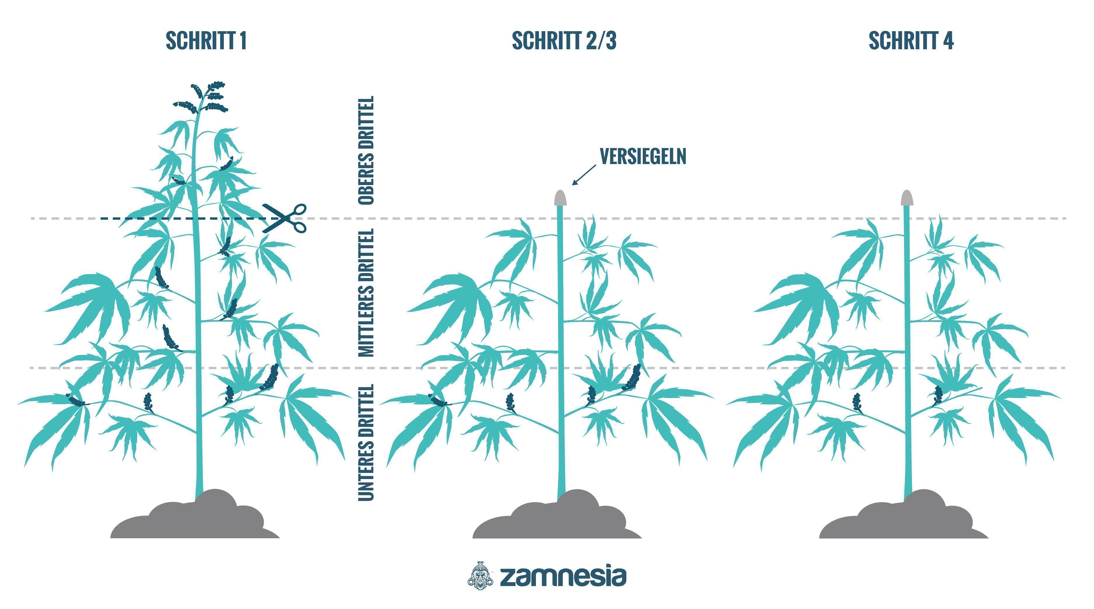 Wie Man Cannabispflanzen Regeneriert
