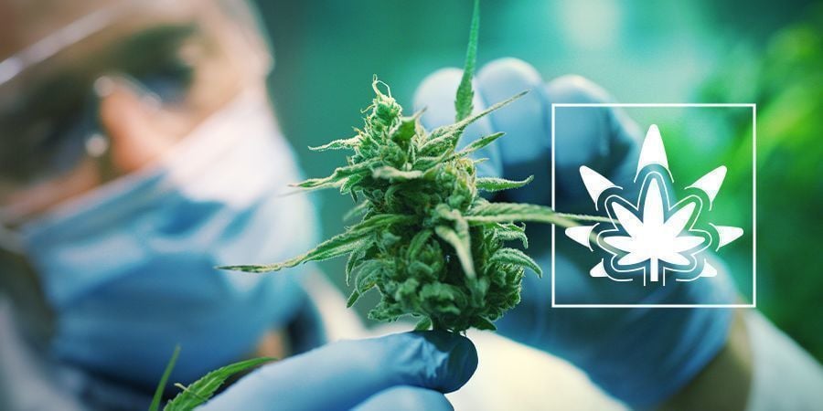 Cannabispflanzen Regenerieren