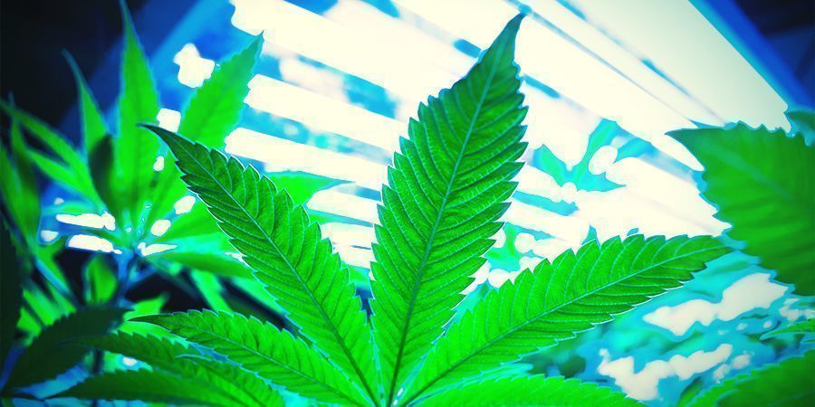 Wie Funktioniert Die Regenerierung Von Cannabispflanzen?