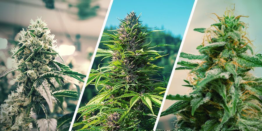 Cannabis Regenerieren: Indoor Vs. Outdoor Vs. Autoflowers