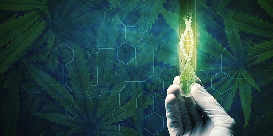 Gründe, Die Dafür Sprechen, Deine Cannabispflanzen Zu Regenerieren