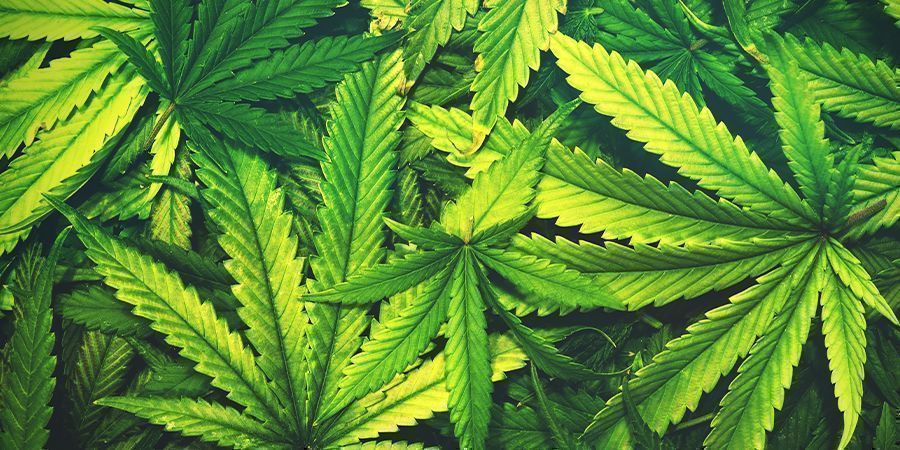 Cannabis-Entlaubung: WIE VIEL IST ZU VIEL?