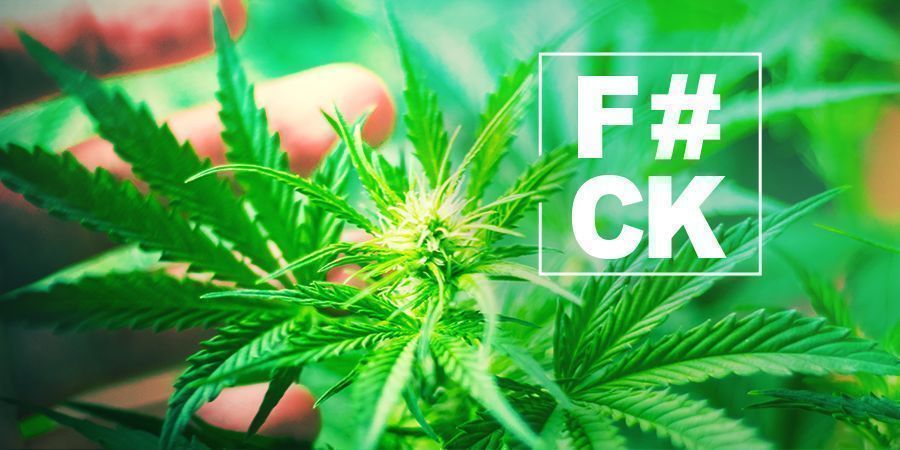 Cannabis Fimming: Alles Was Du Wissen Musst