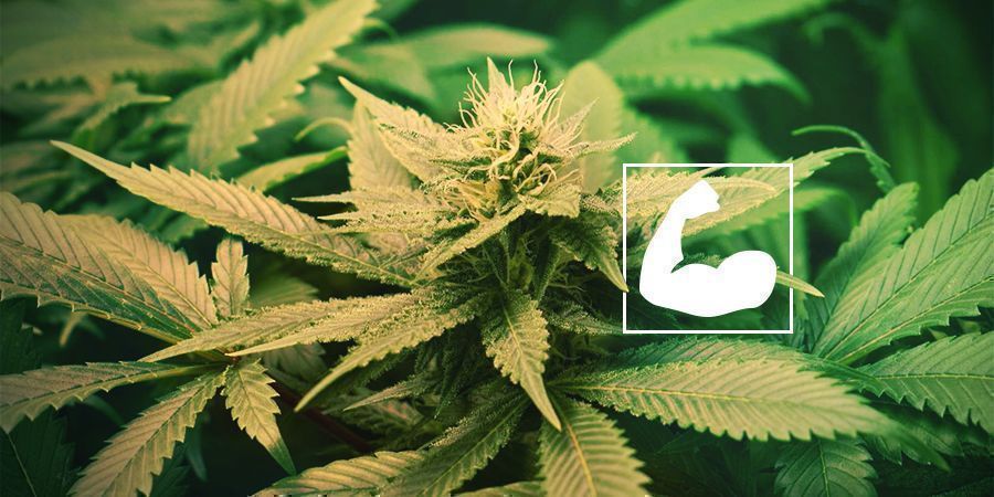 Die Nutzen von Wurzelschnitt bei Cannabis