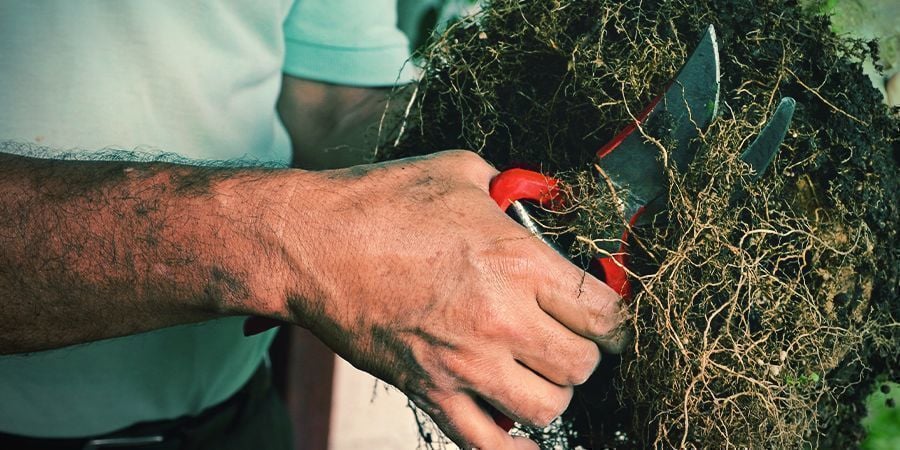 Werkzeuge und Richtlinien für einen Cannabis-Wurzelschnitt