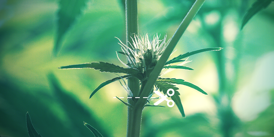 Wie Man Cannabispflanzen Kappt WIE MAN CANNABISPFLANZEN KAPPT